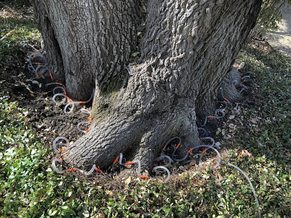 Detailed Tree Cabling and Bracing job site in Mc Clellandtown